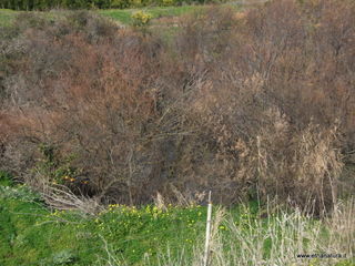 lle del Simeto-24-02-2013 10-41-52
